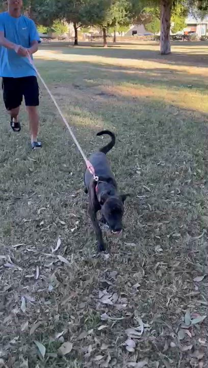 Enlarge Leah, a Adoptable Black Labrador Retriever in Palm Desert, CA video 6/6