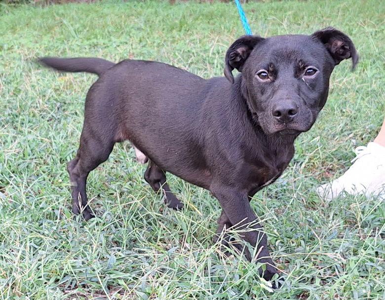Enlarge 251079  Duce, a Adoptable mixed breed in Wetumpka, AL image 1/3
