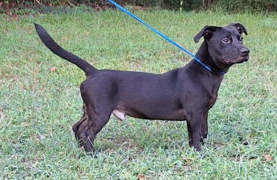Enlarge 251079  Duce, a Adoptable mixed breed in Wetumpka, AL image 2/3