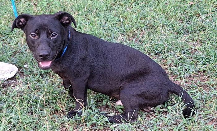 Enlarge 251079  Duce, a Adoptable mixed breed in Wetumpka, AL image 3/3