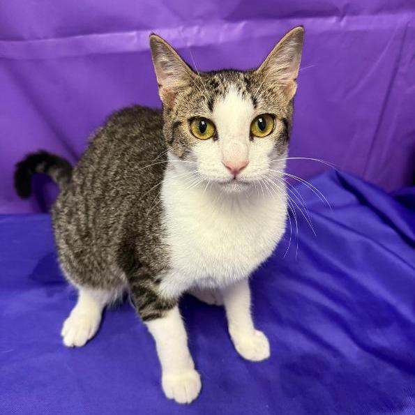 Prettiness, Adoptable, Adult Female Domestic Short Hair.