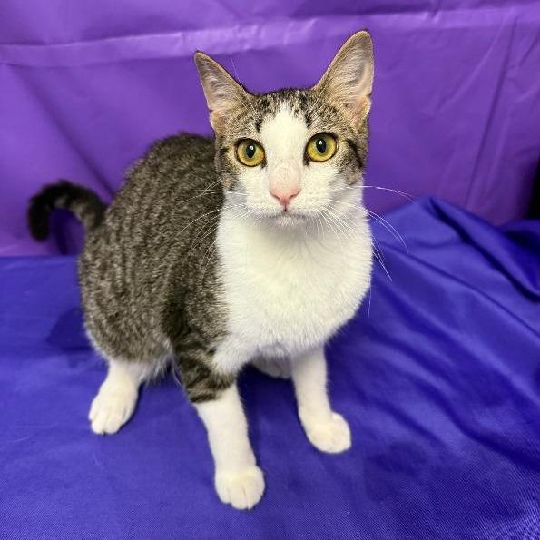 Prettiness, a Adoptable Domestic Short Hair in North Myrtle Beach, SC image 2/2