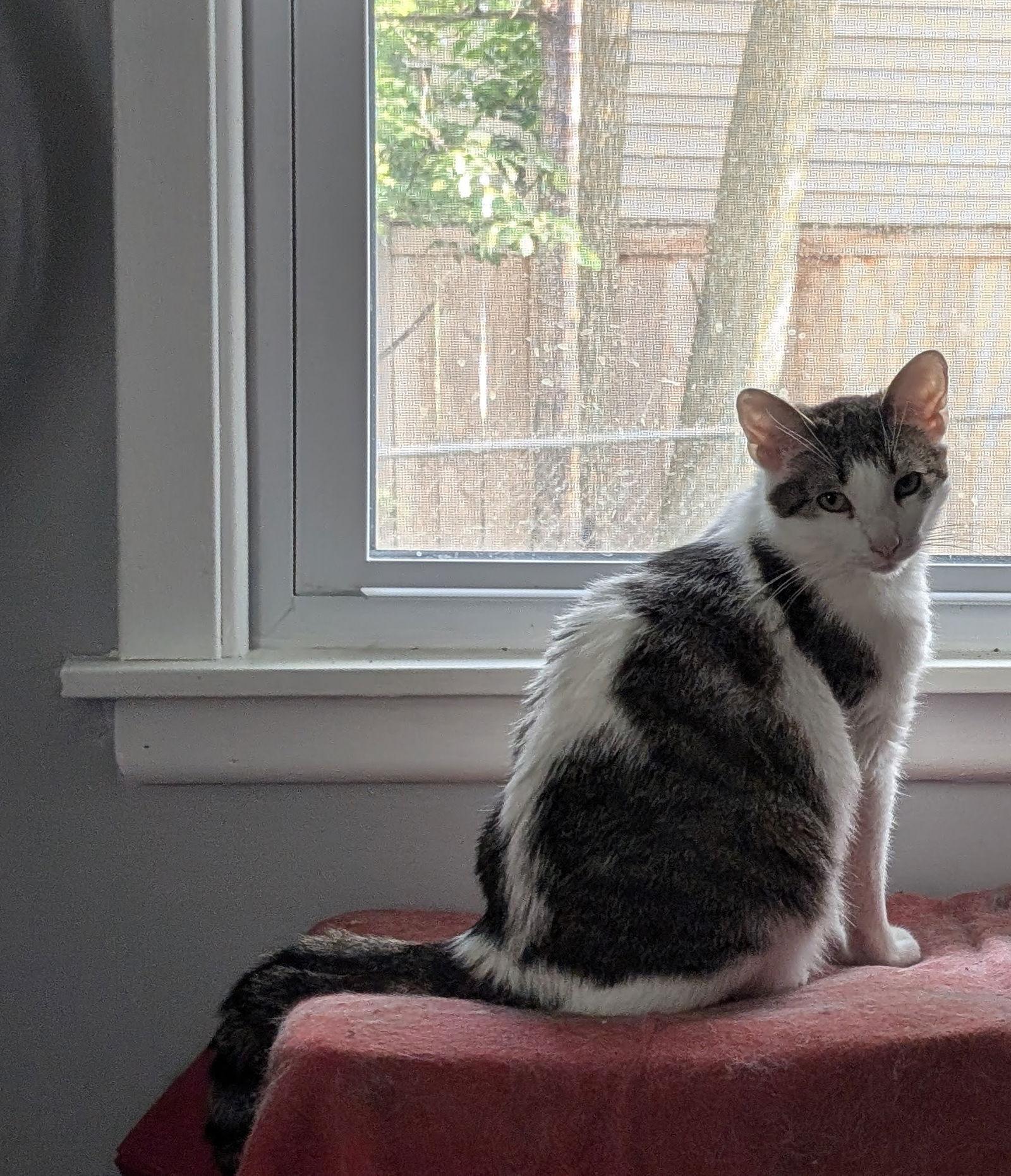 Maricopa, a Adoptable Domestic Short Hair in Wheaton, IL image 3/3