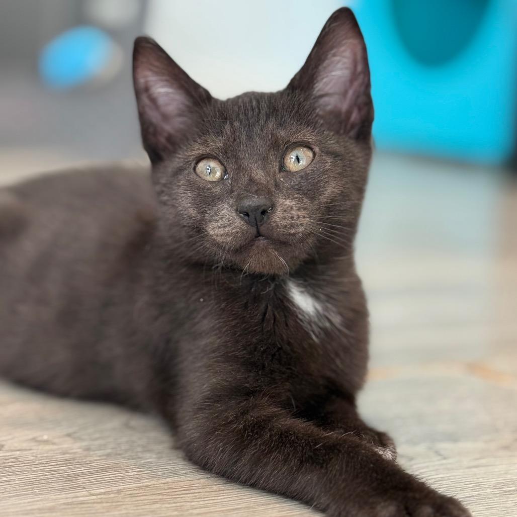 Si (Silas), Adoptable, Kitten Male Domestic Short Hair.