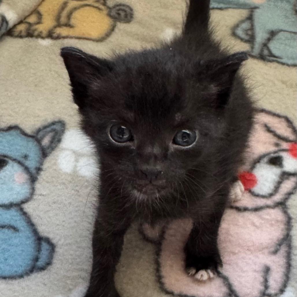 Enlarge Si (Silas), a Adoptable Domestic Short Hair in Brevard, NC image 3/6