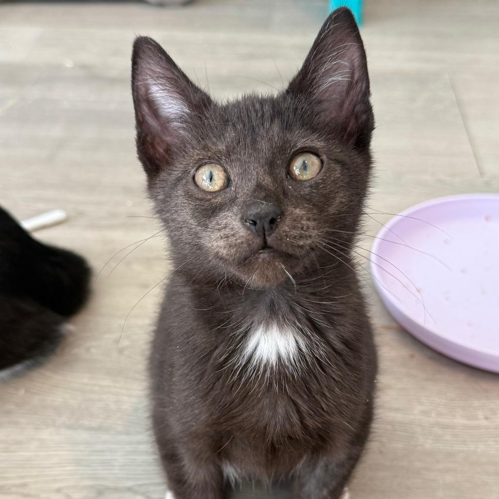 Enlarge Si (Silas), a Adoptable Domestic Short Hair in Brevard, NC image 4/6