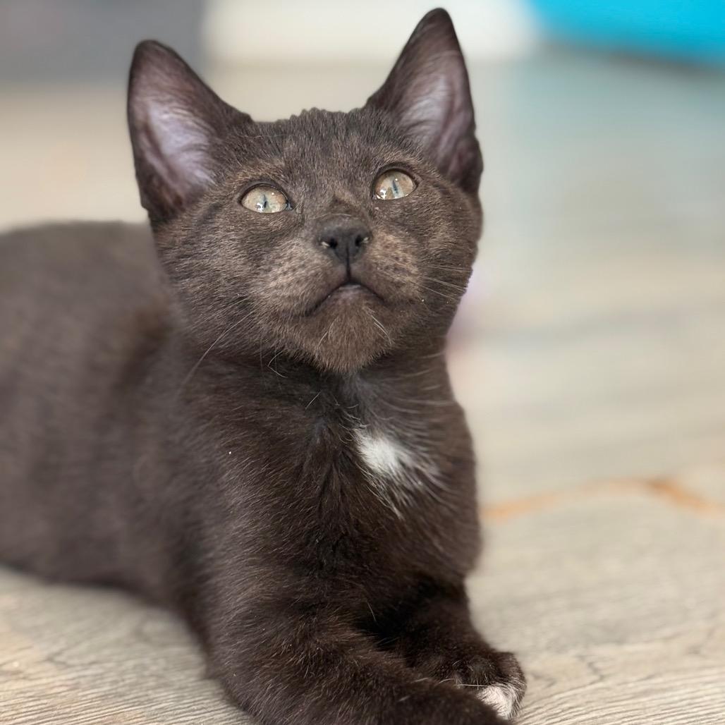 Enlarge Si (Silas), a Adoptable Domestic Short Hair in Brevard, NC image 5/6