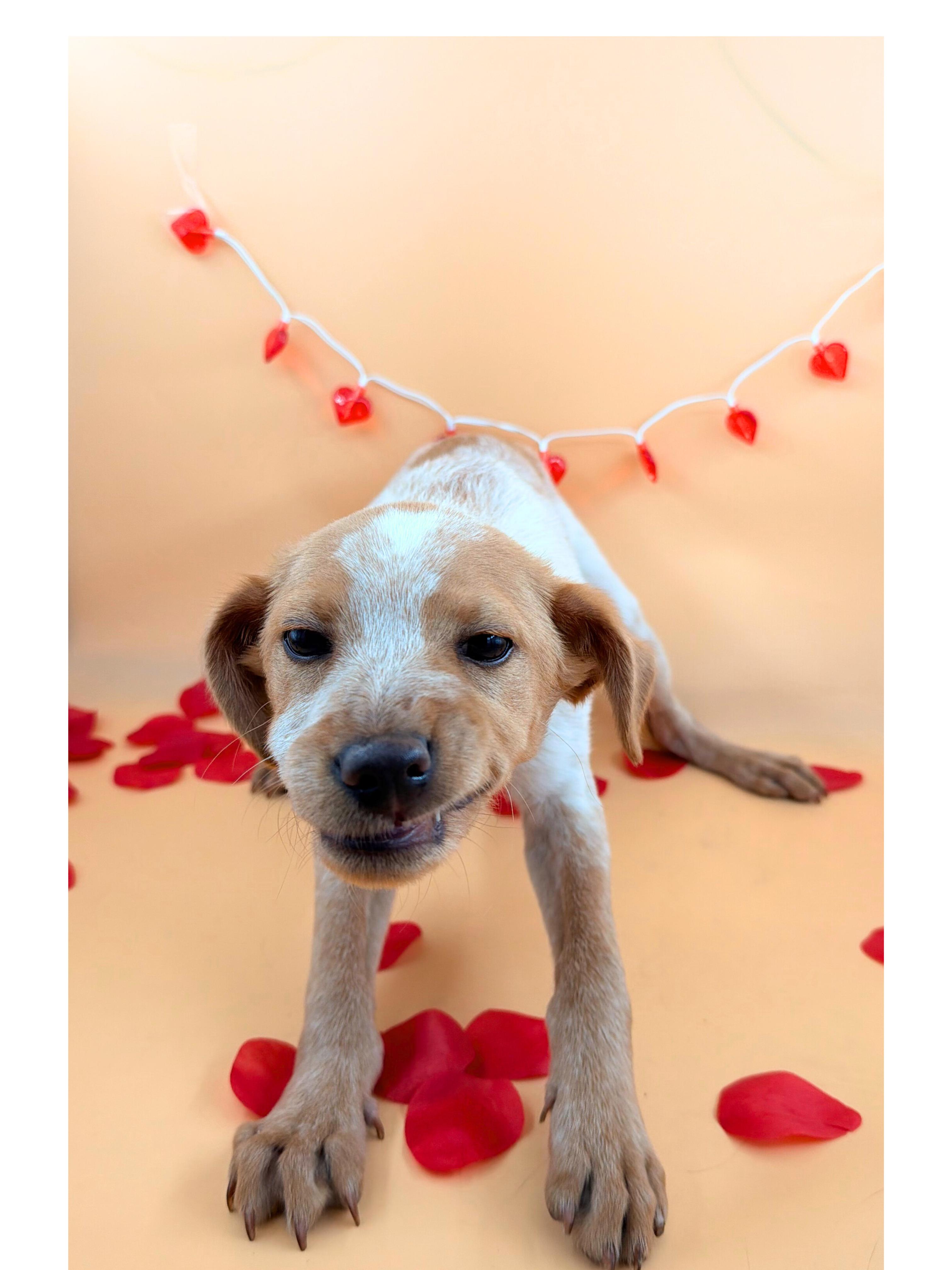 Enlarge Jack, a ADOPTABLE Australian Cattle Dog / Blue Heeler in Dahlonega, GA image 1/1