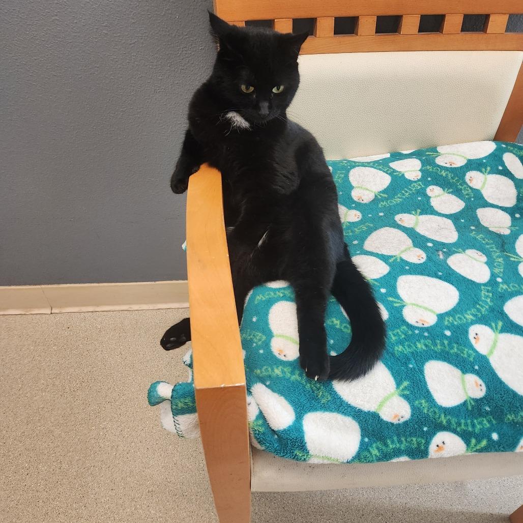 Enlarge Coco, a Adoptable Domestic Short Hair in Fort Bragg, CA image 1/3