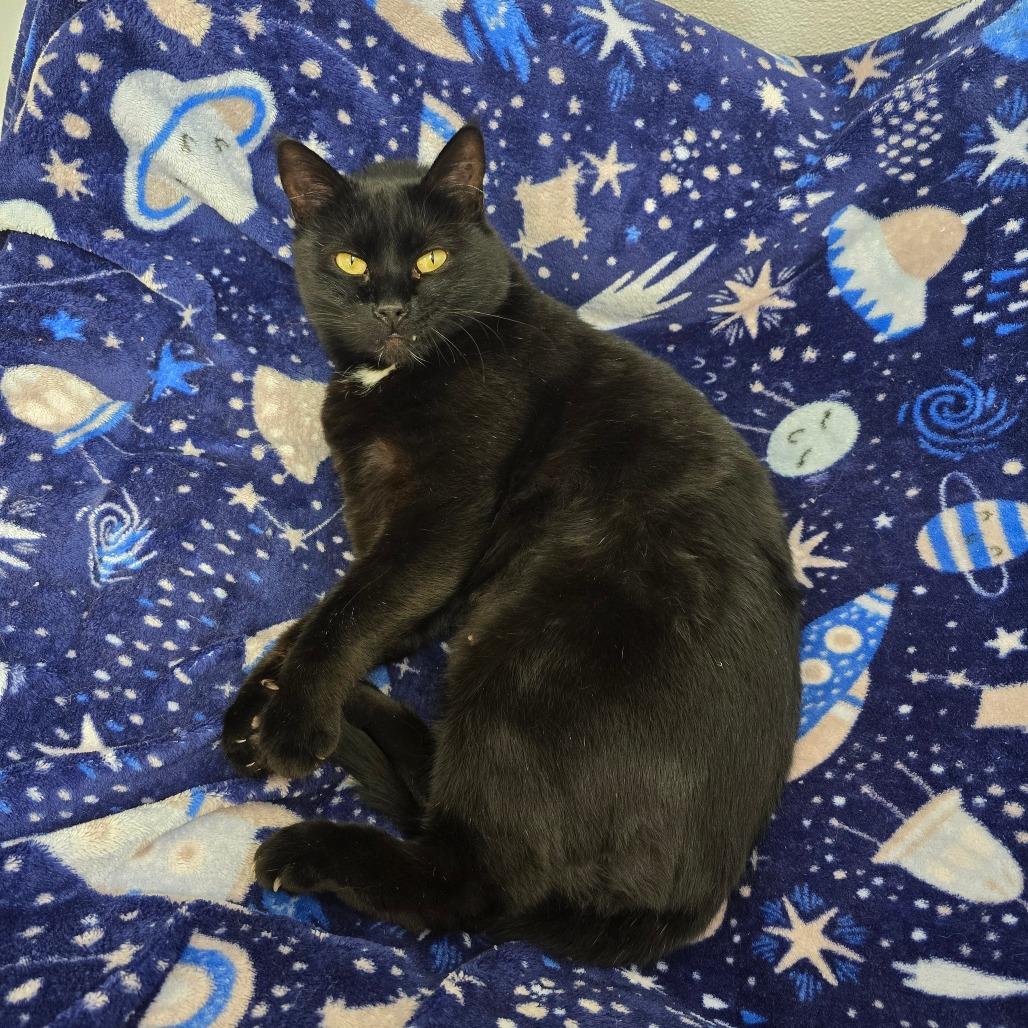 Enlarge Coco, a Adoptable Domestic Short Hair in Fort Bragg, CA image 2/6