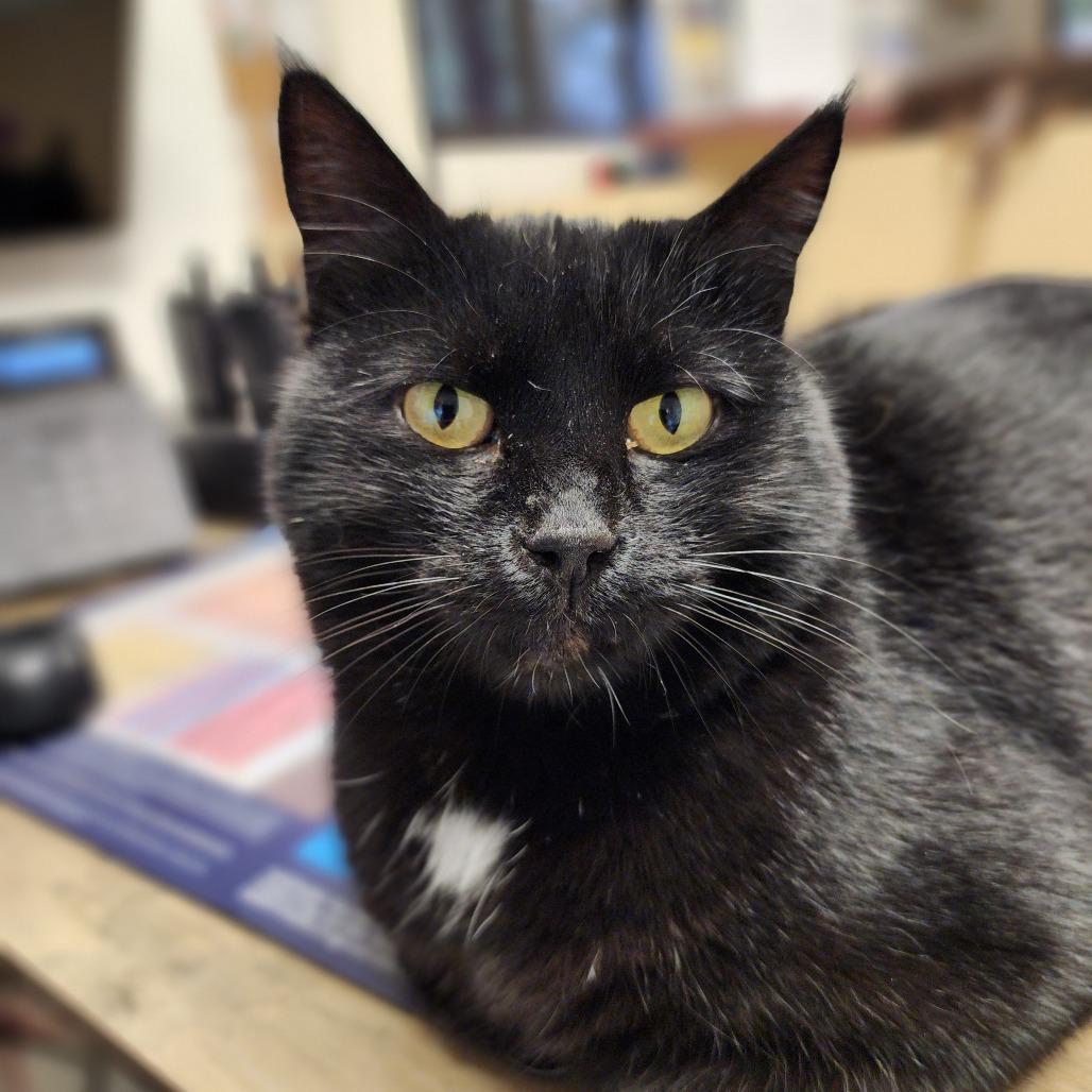 Enlarge Coco, a Adoptable Domestic Short Hair in Fort Bragg, CA image 2/6