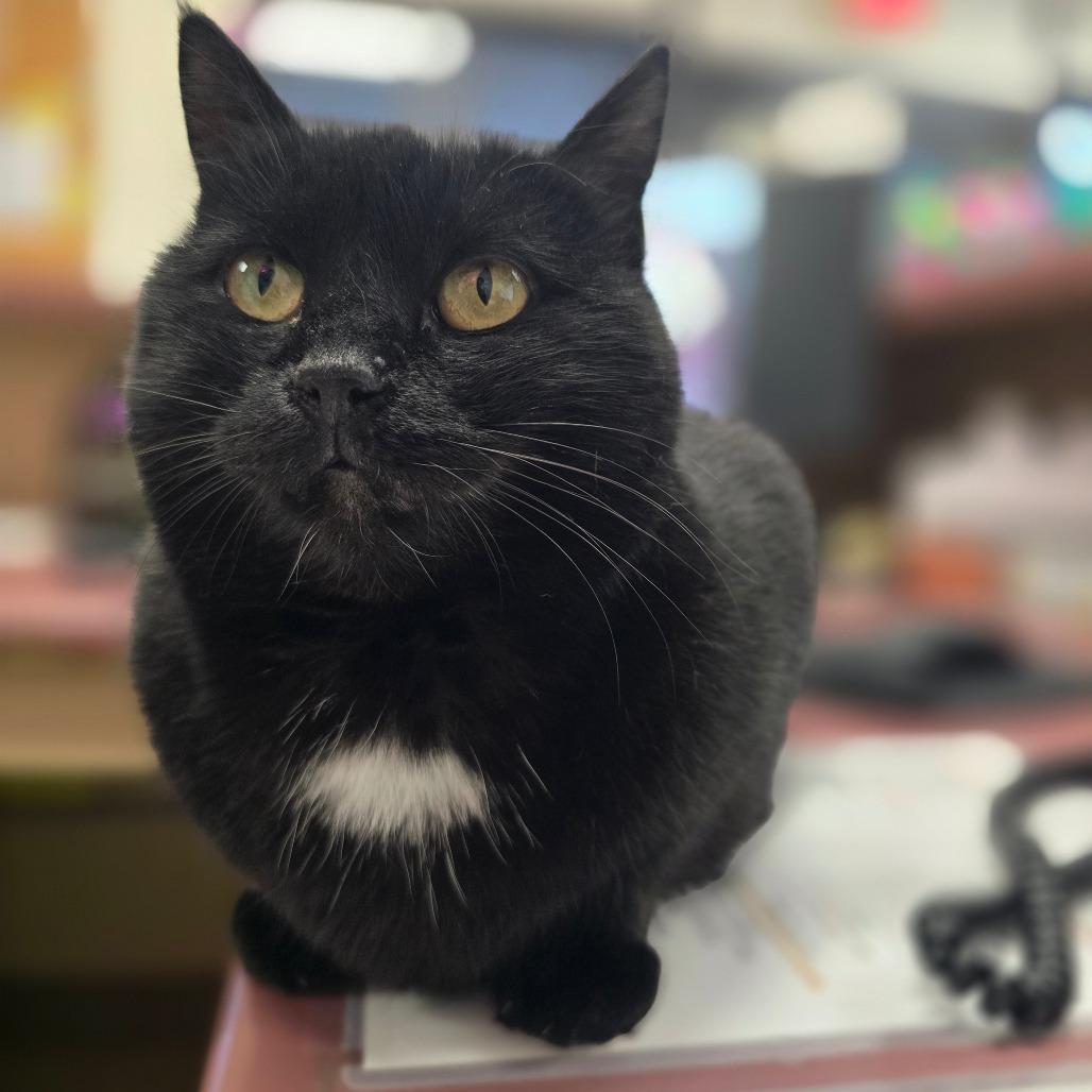 Coco, a Adoptable Domestic Short Hair in Fort Bragg, CA image 3/5