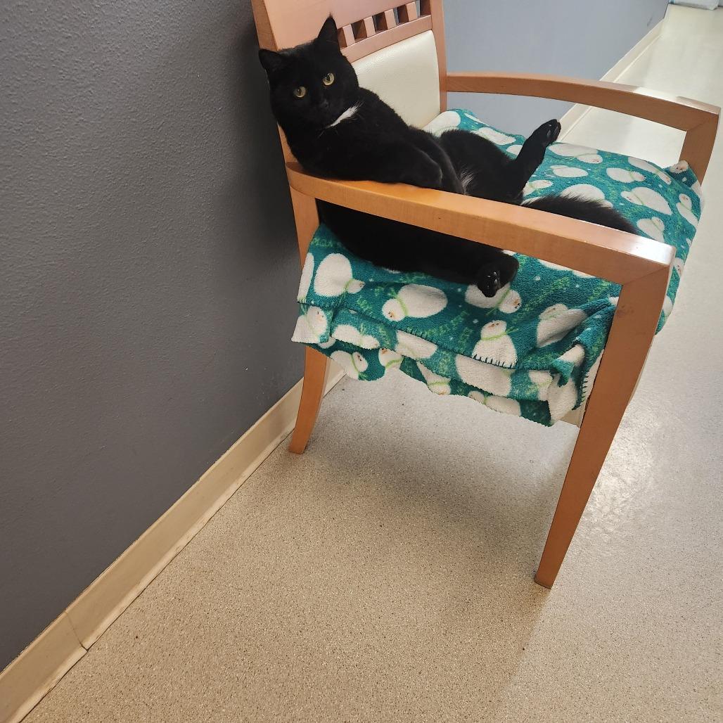 Enlarge Coco, a Adoptable Domestic Short Hair in Fort Bragg, CA image 3/3