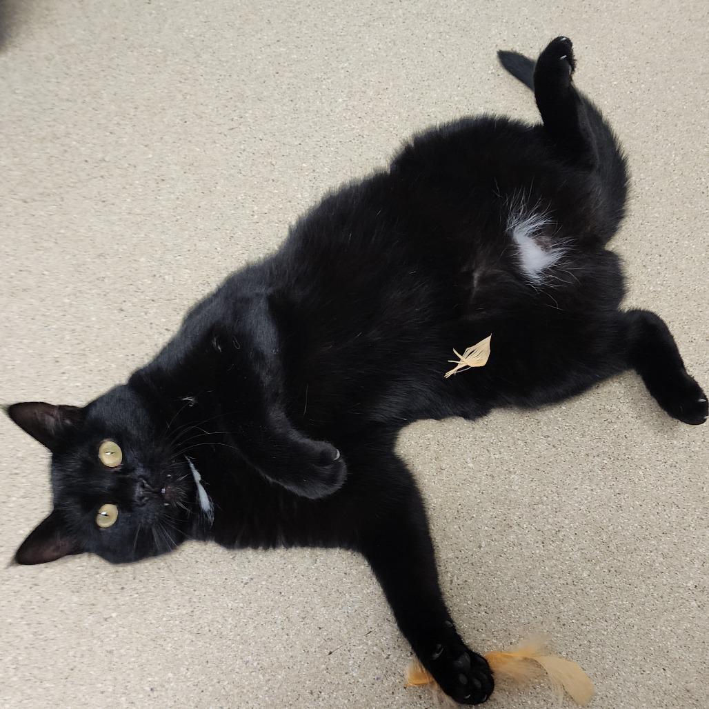 Coco, a Adoptable Domestic Short Hair in Fort Bragg, CA image 5/5