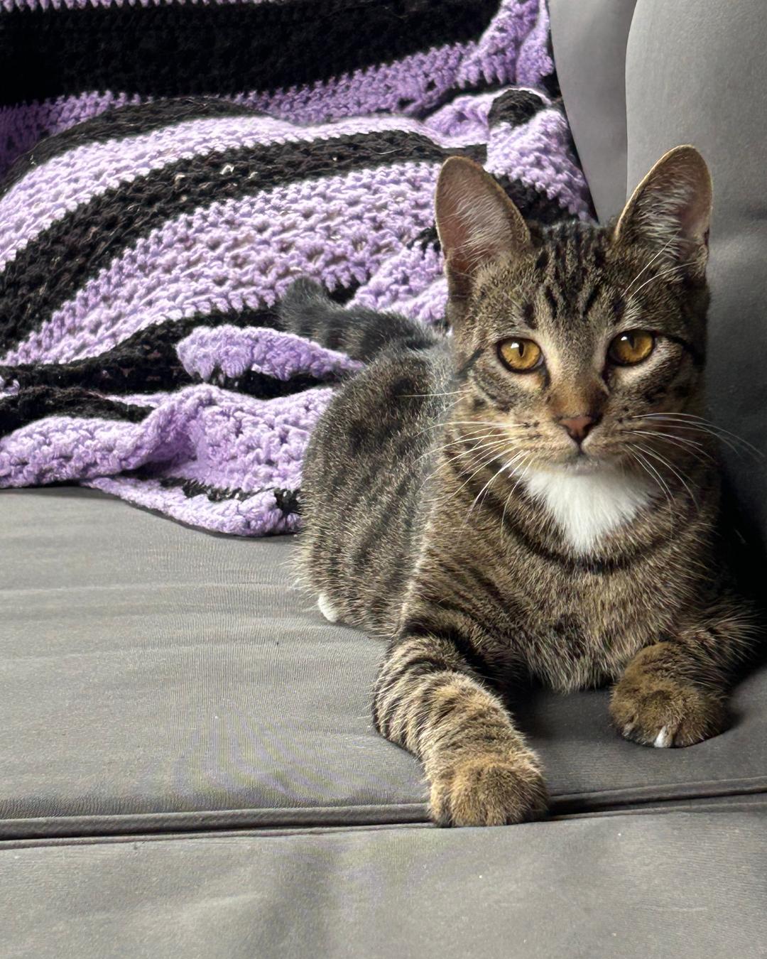 Ezra, Adopted, Young Male Tabby.