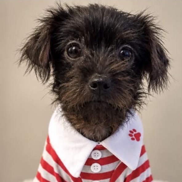 Enlarge Tito, a Adopted mixed breed in Indianapolis, IN image 6/6