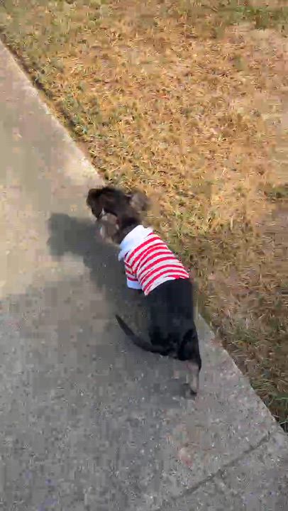 Enlarge Tito, a Adopted mixed breed in Indianapolis, IN video 4/6