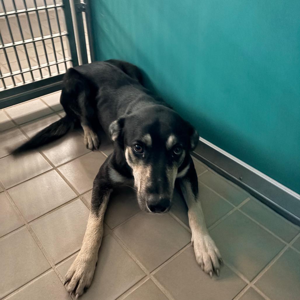 Gunther, Adoptable, Young Male Shepherd & Mixed Breed.