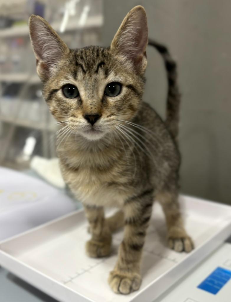 Eraser, Adoptable, Young Male Domestic Short Hair.