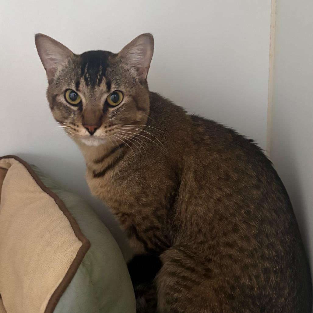 Biscotti, Adopted, Young Male Domestic Short Hair.