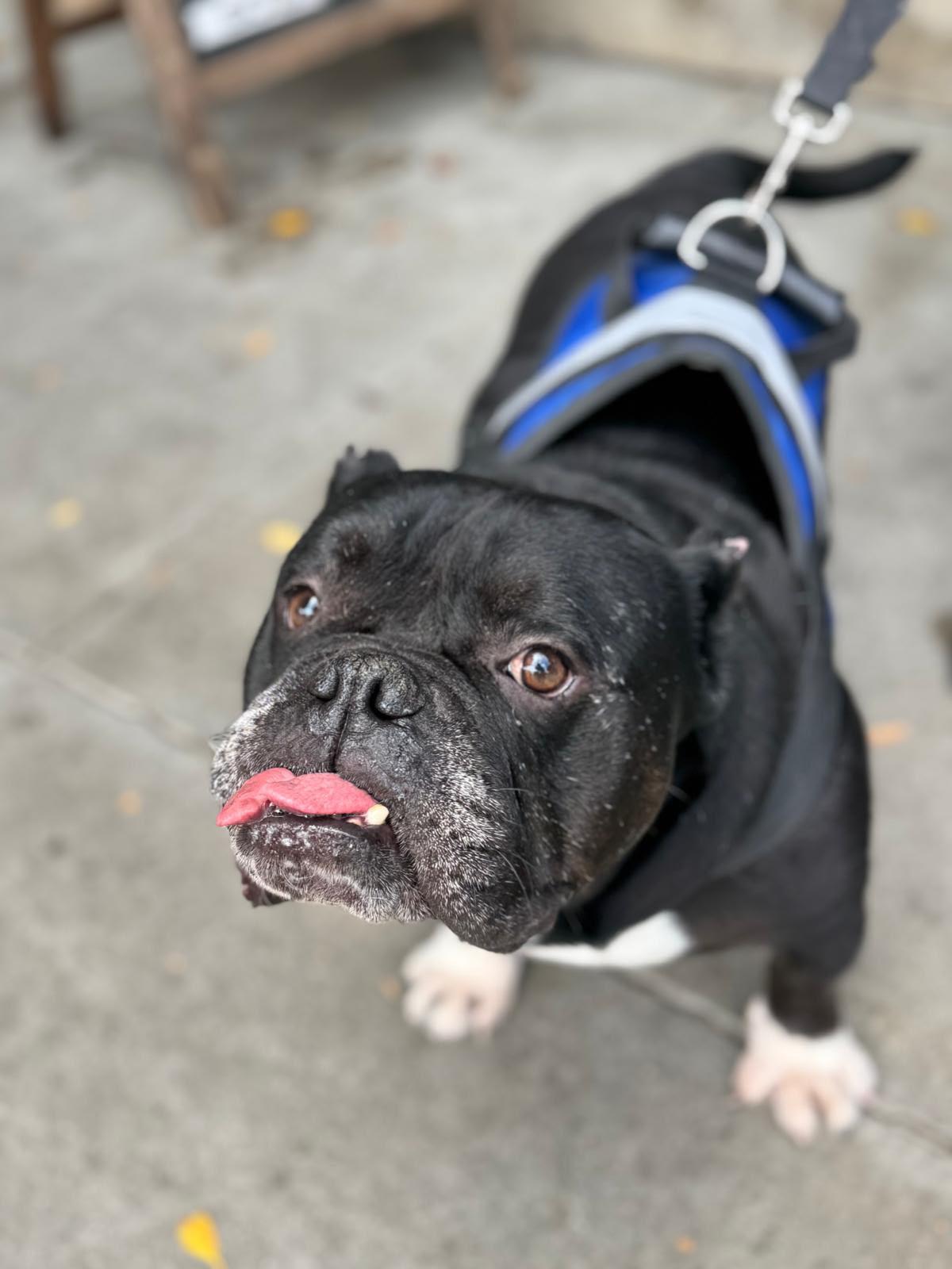 Enlarge Dumpling, a Adoptable American Bulldog in Los Angeles, CA image 1/6