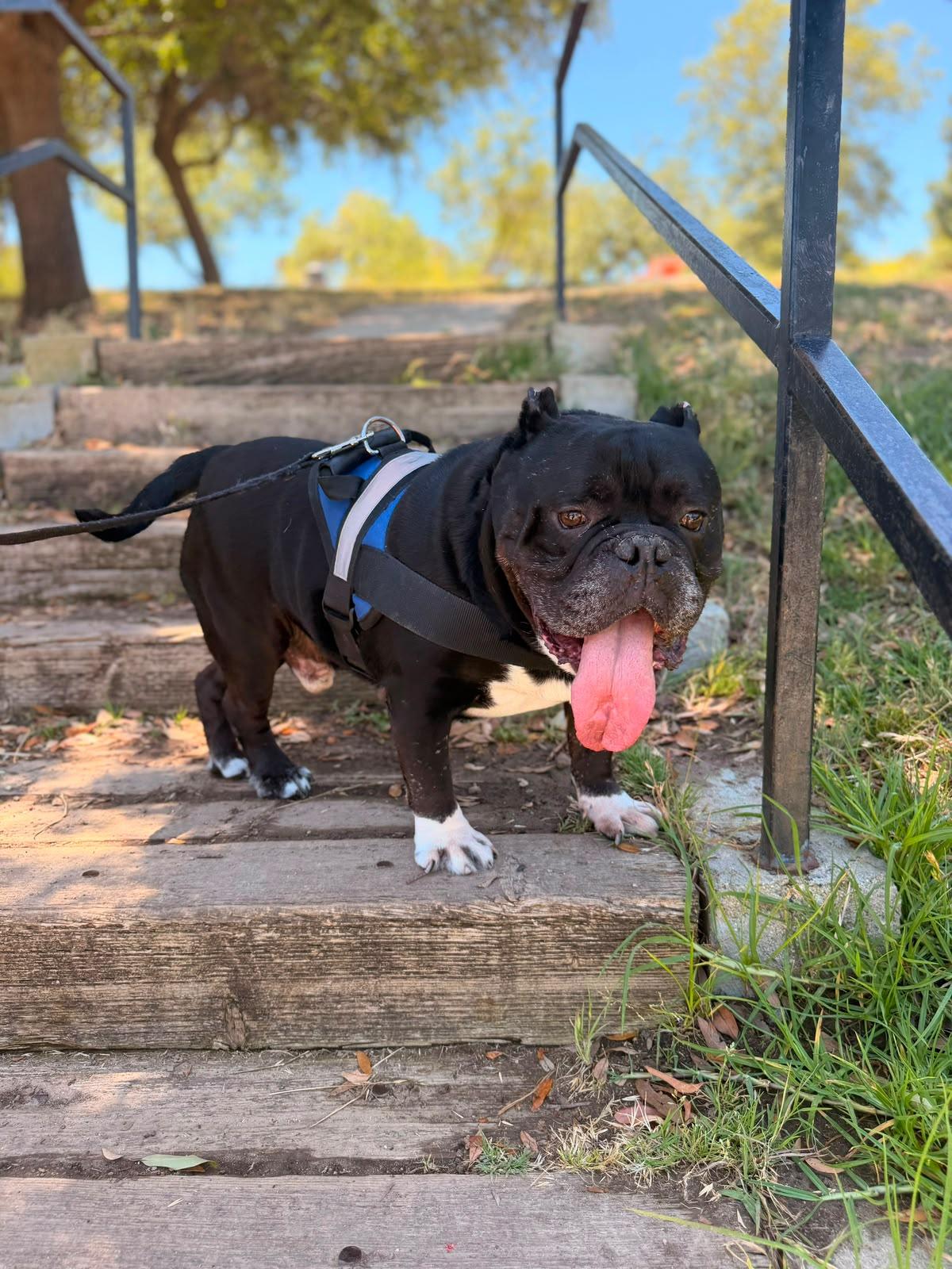Enlarge Dumpling, a Adoptable American Bulldog in Los Angeles, CA image 4/6