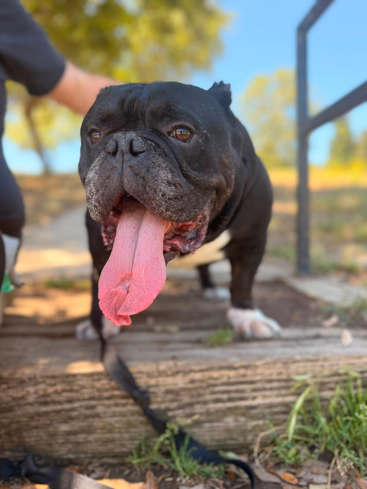 Enlarge Dumpling, a Adoptable American Bulldog in Los Angeles, CA image 6/6