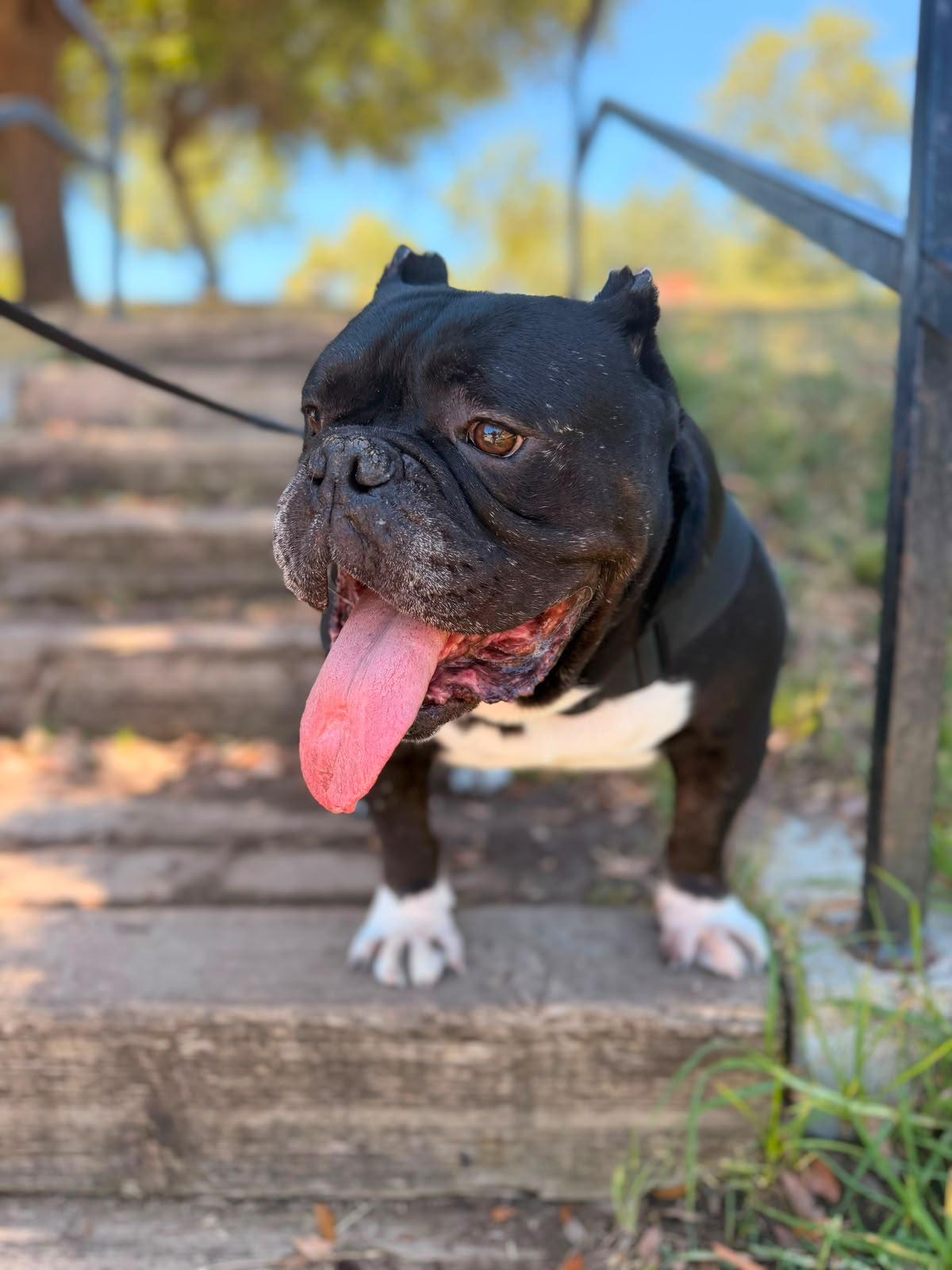 Enlarge Dumpling, a Adoptable American Bulldog in Los Angeles, CA image 2/6