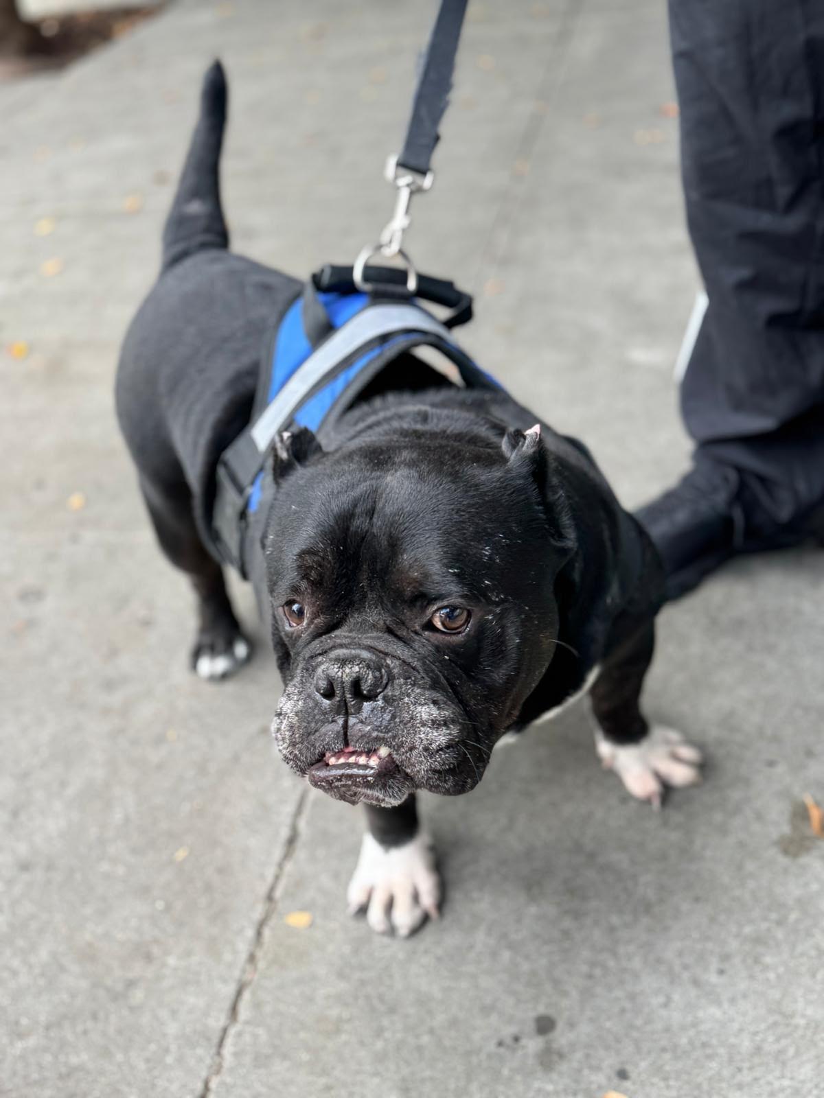 Enlarge Dumpling, a Adoptable American Bulldog in Los Angeles, CA image 5/6
