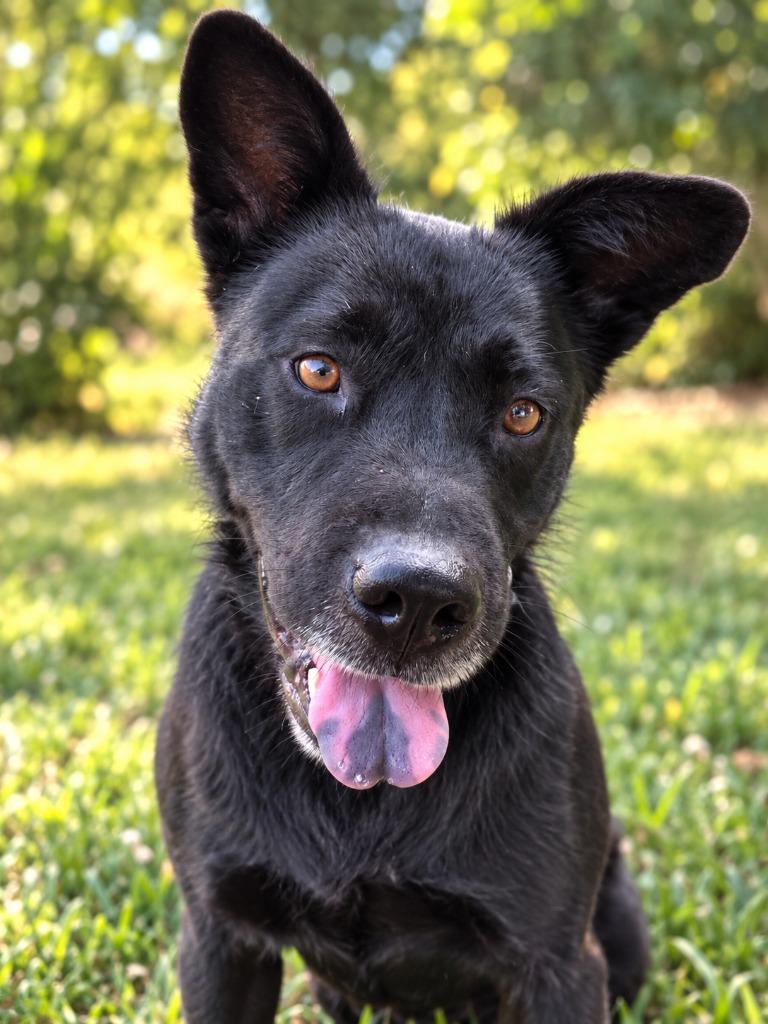 Dixie Mavis, ADOPTABLE, Adult • Female, Chow Chow & German Shepherd Dog.