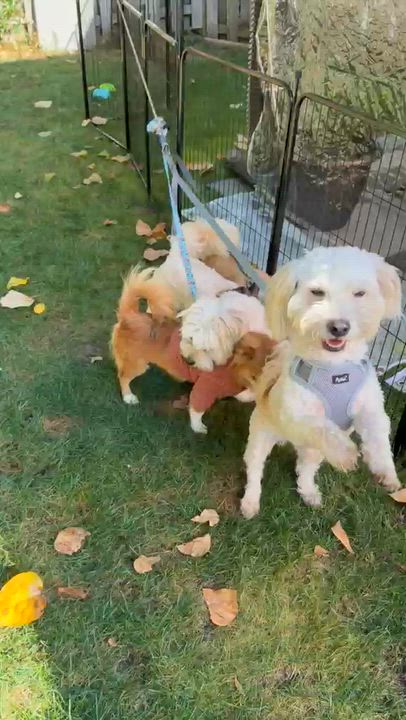 Enlarge Mr, Happy Buster, a Adoptable mixed breed in Ridgefield, WA video 6/6