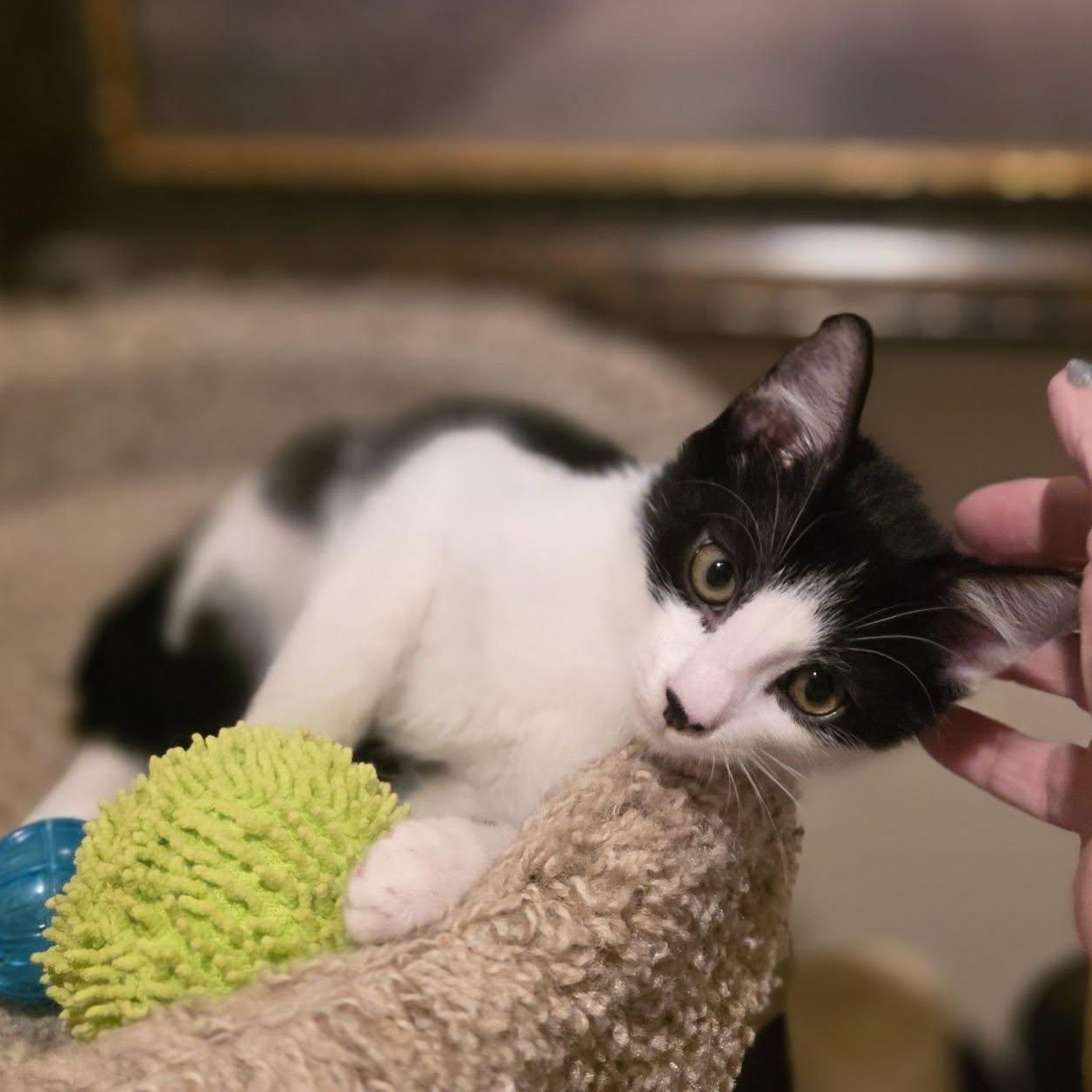 Benny, an adoptable Domestic Long Hair in Queen Creek, AZ image 2/3