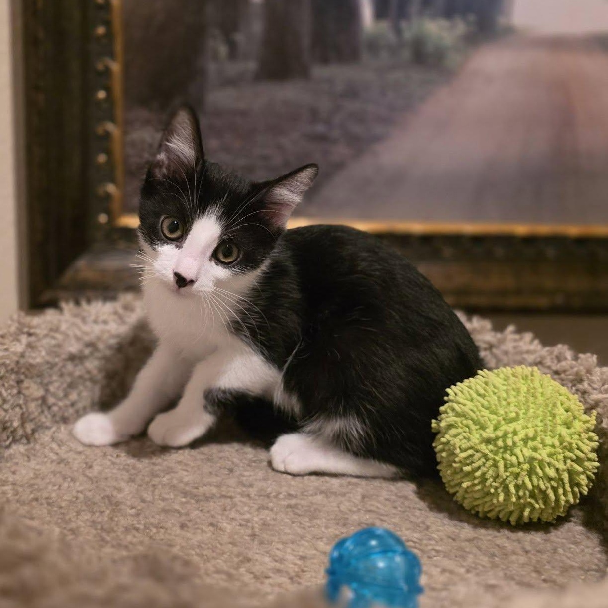 Benny, an adoptable Domestic Long Hair in Queen Creek, AZ image 1/3