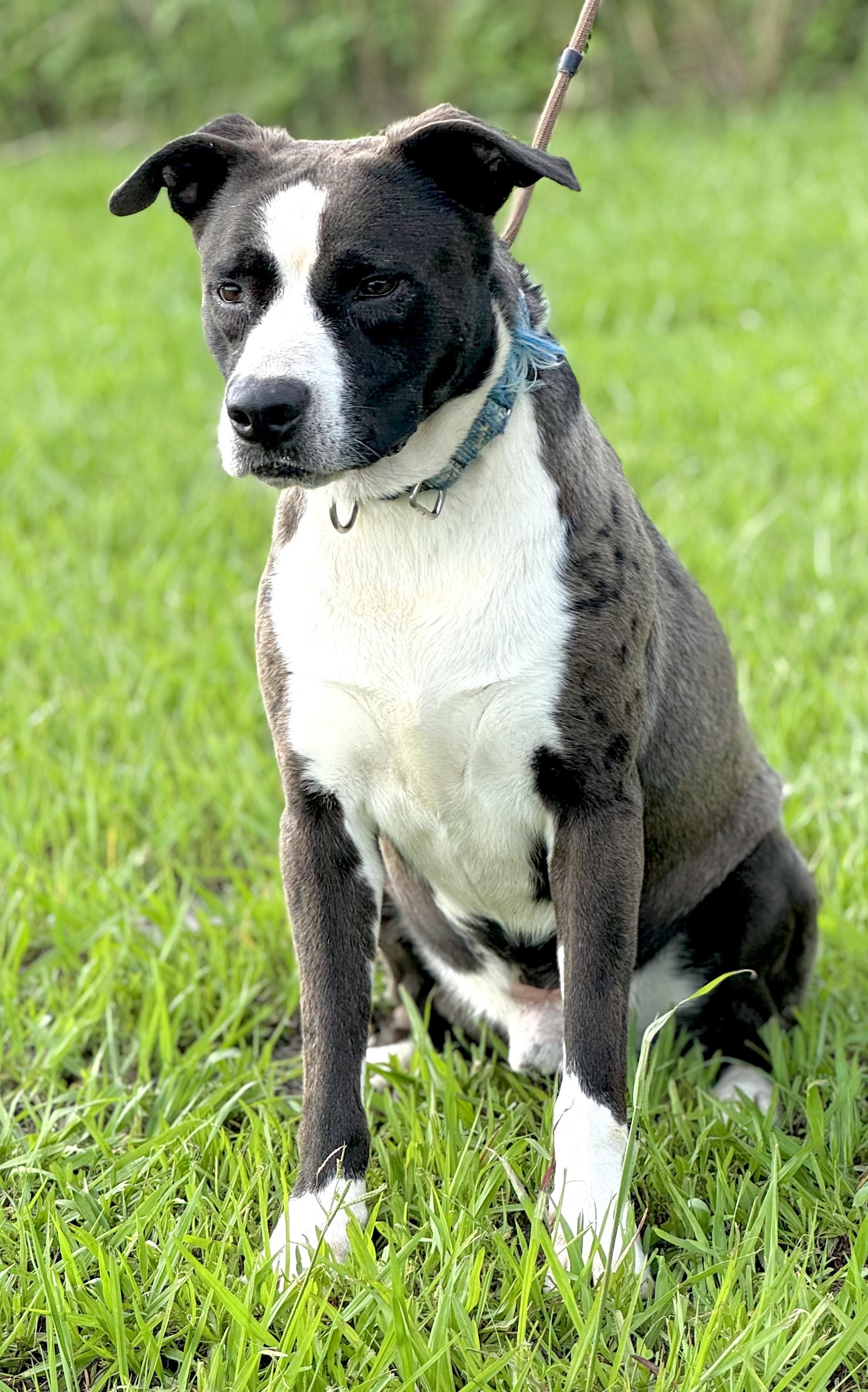 Dog for adoption Jack, a Border Collie & American Staffordshire