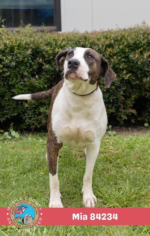 Mia, Adoptable, Adult Female American Bulldog.