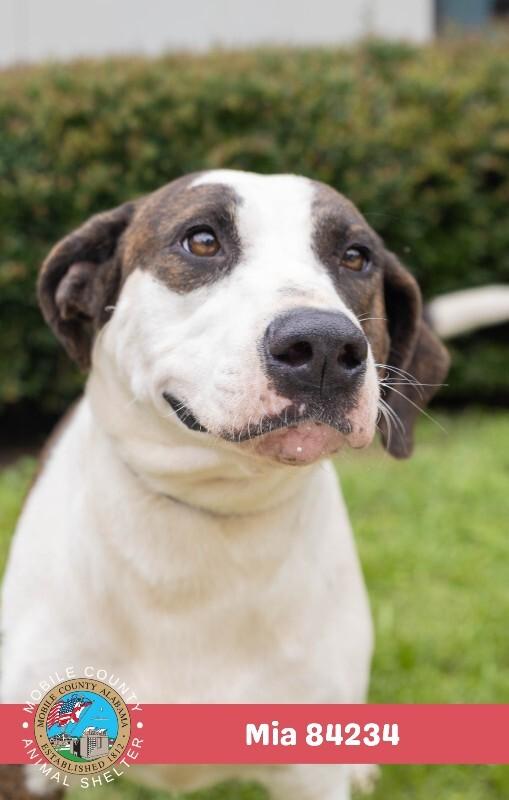 Enlarge Mia, a Adoptable American Bulldog in Mobile, AL image 2/2