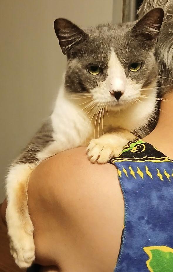 Casper R, Adoptable, Adult Male Domestic Short Hair.