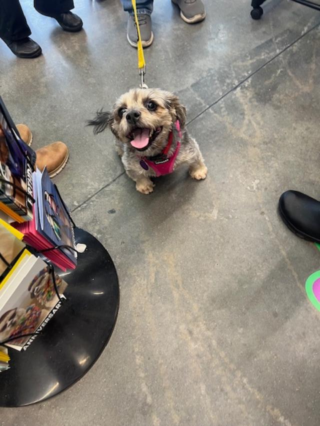 Enlarge Maui, a ADOPTABLE mixed breed in Williamsburg, VA image 3/6