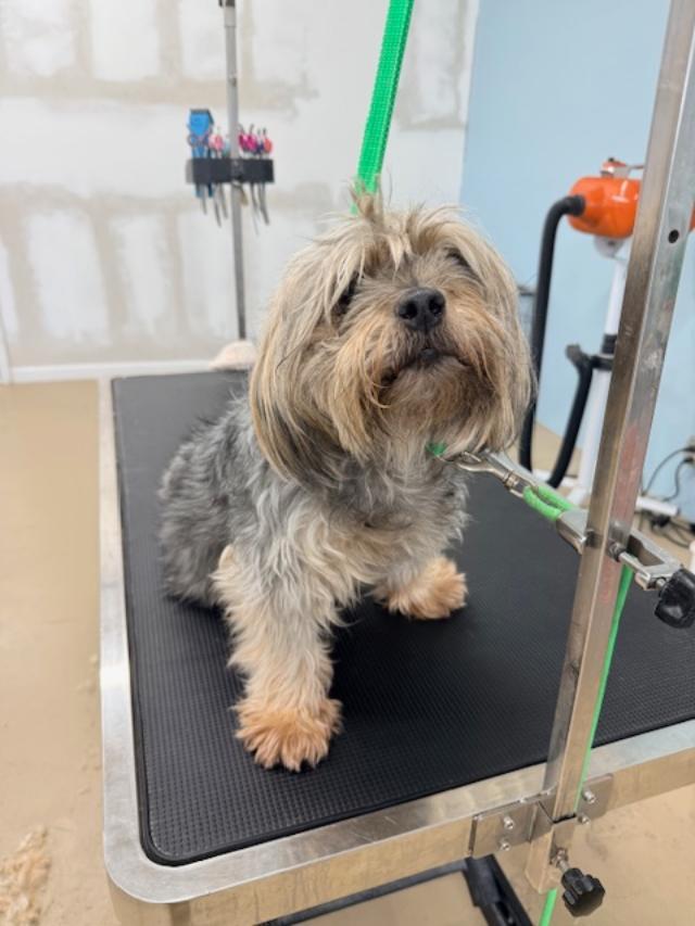 Enlarge Maui, a ADOPTABLE mixed breed in Williamsburg, VA image 5/6