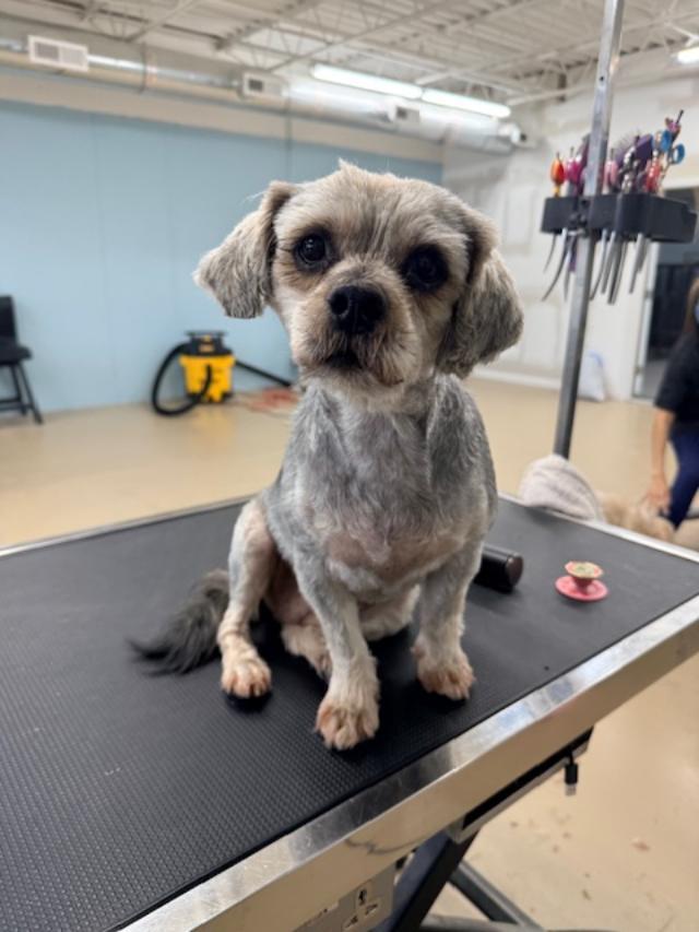 Enlarge Maui, a ADOPTABLE mixed breed in Williamsburg, VA image 1/6