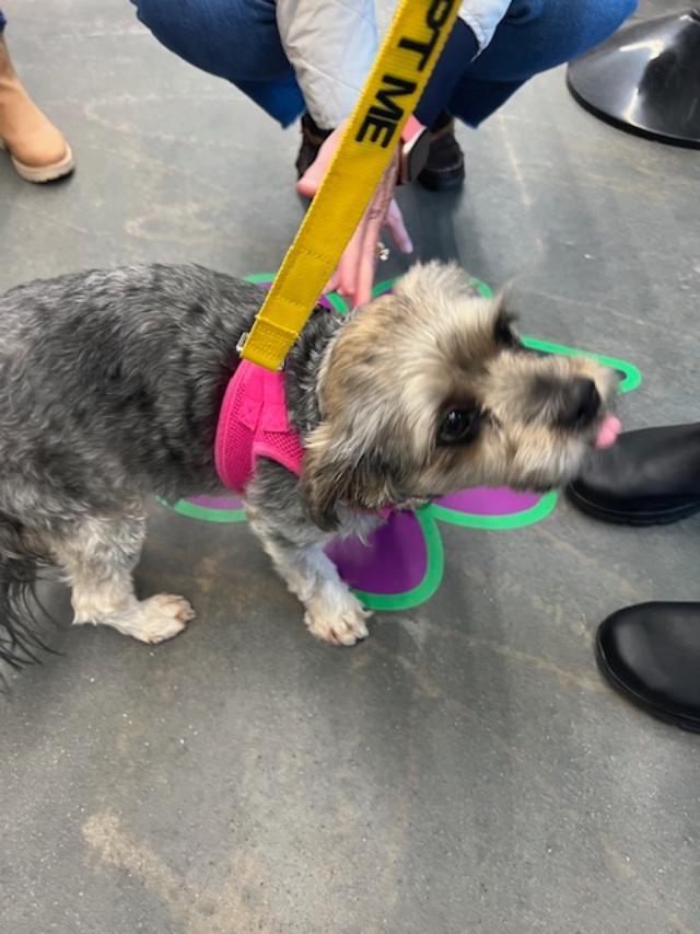 Enlarge Maui, a ADOPTABLE mixed breed in Williamsburg, VA image 6/6