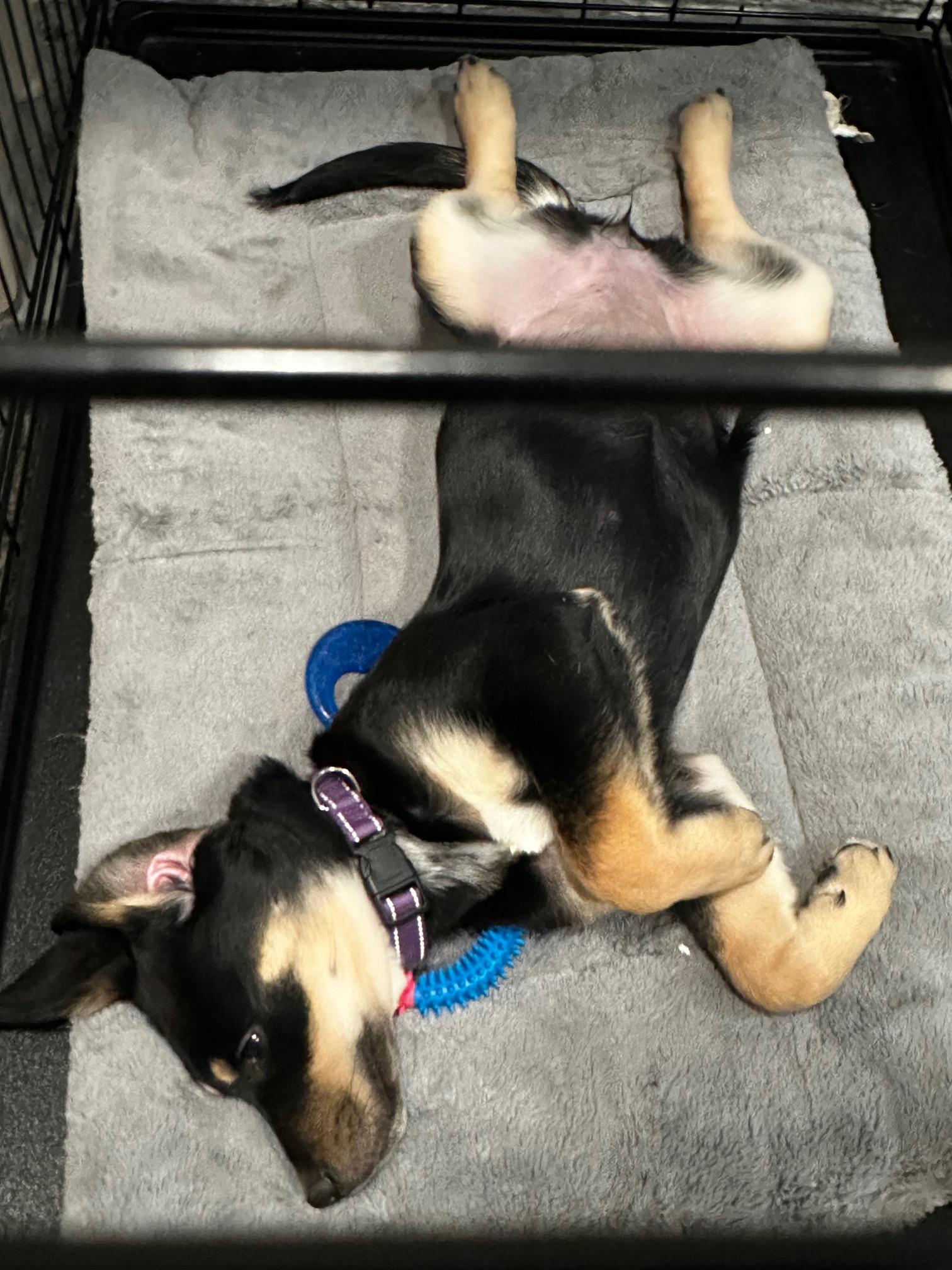 Enlarge Sid, an adopted mixed breed in Richmond, VA image 1/4