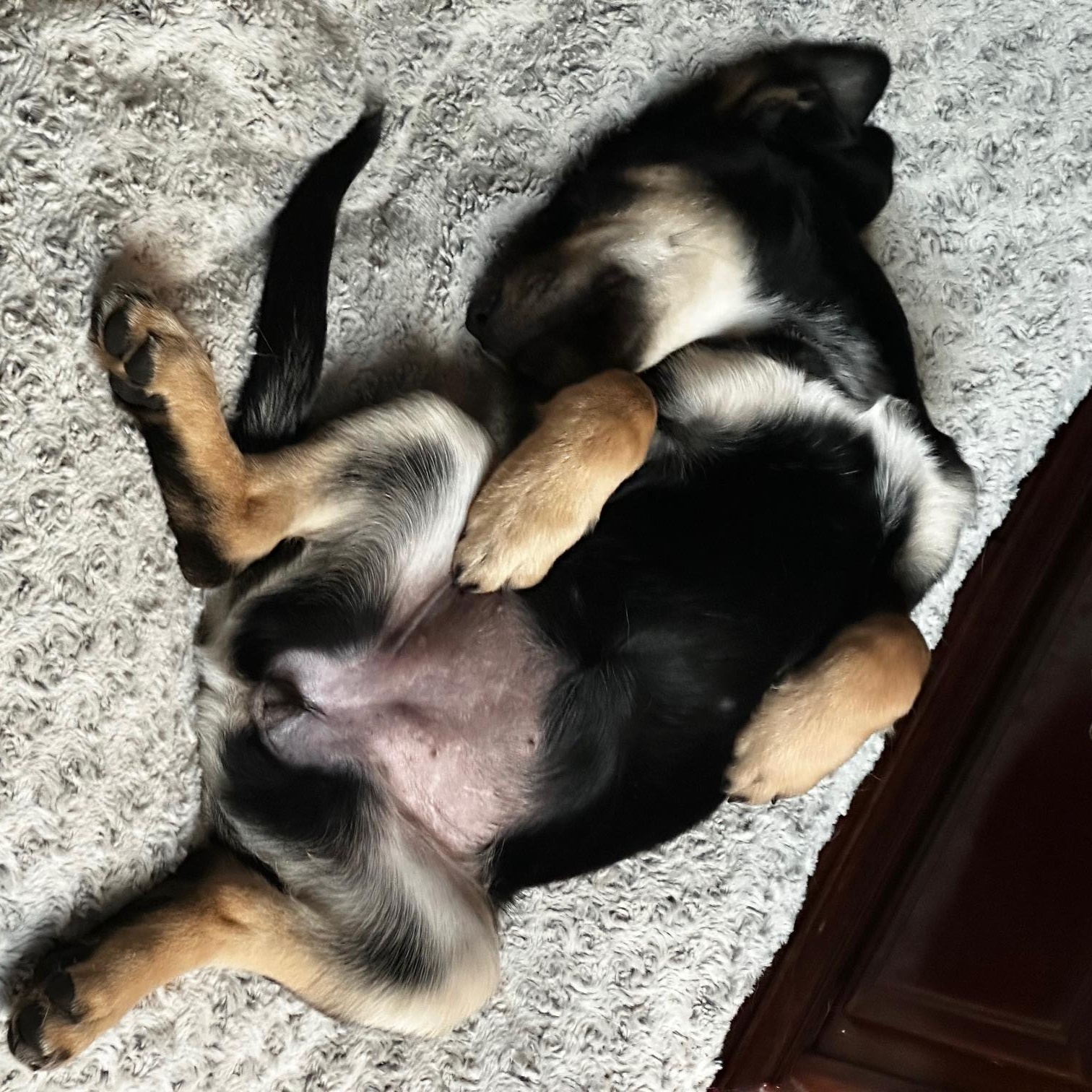 Enlarge Sid, an adopted mixed breed in Richmond, VA image 2/4