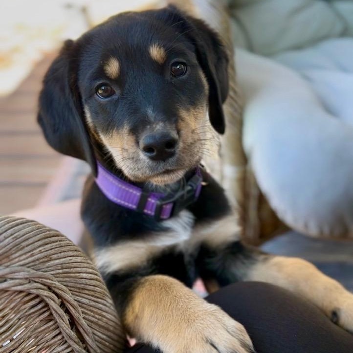 Enlarge Sid, an adopted mixed breed in Richmond, VA image 3/4