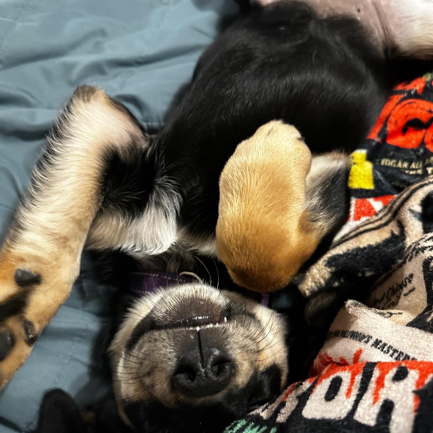 Enlarge Sid, an adopted mixed breed in Richmond, VA image 4/4