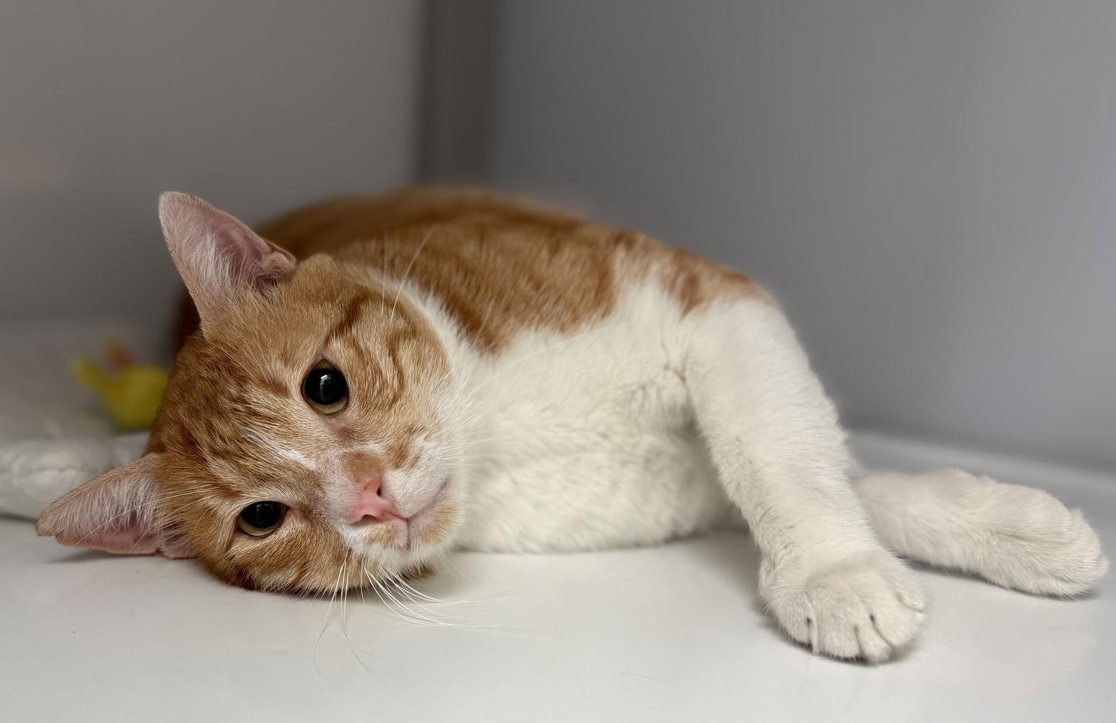 Enlarge Achilles (Baghdad), a Adoptable Domestic Short Hair in Alexandria, VA image 1/3