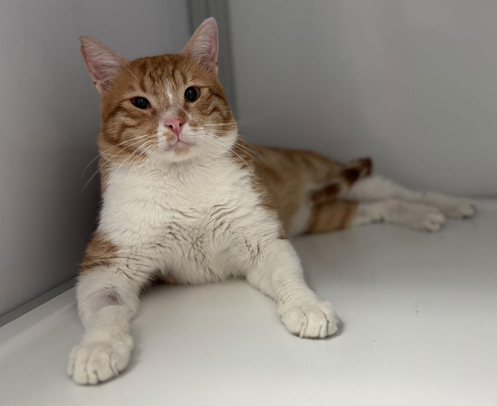 Enlarge Achilles (Baghdad), a Adoptable Domestic Short Hair in Alexandria, VA image 2/3