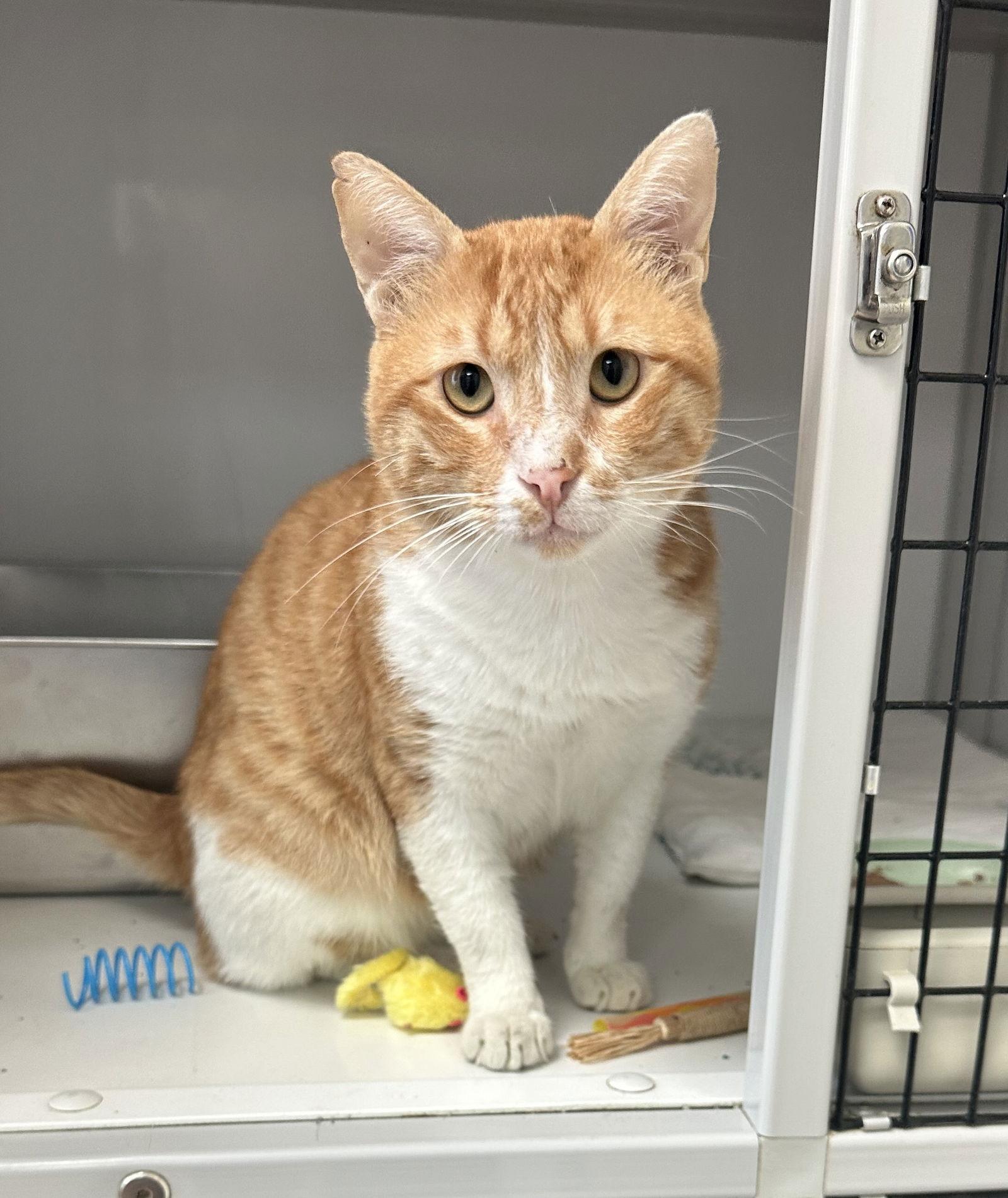 Enlarge Achilles (Baghdad), a Adoptable Domestic Short Hair in Alexandria, VA image 3/3