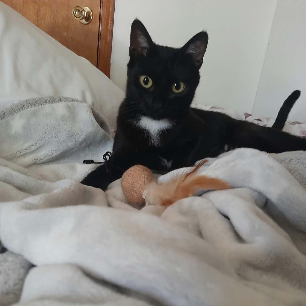 Onyx, Adoptable, Young Female Domestic Short Hair.