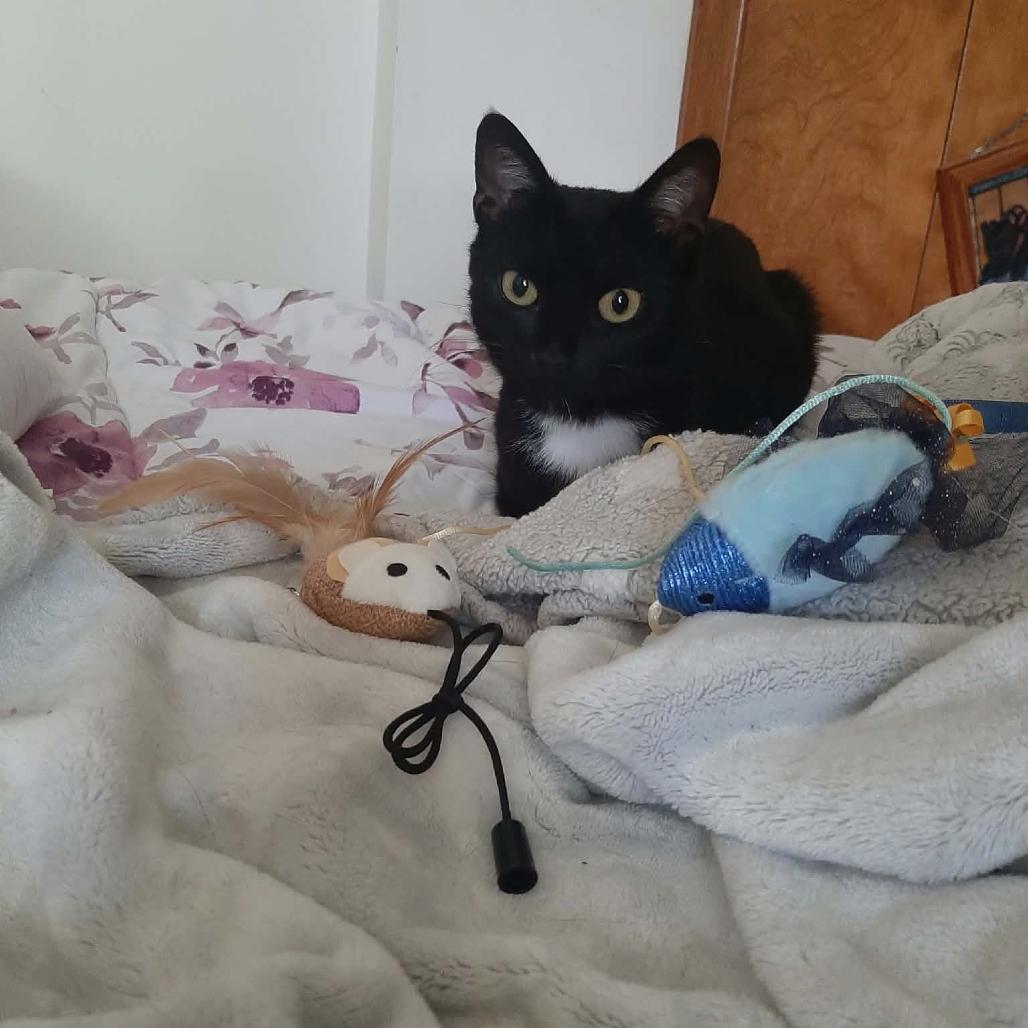 Enlarge Onyx, a Adoptable Domestic Short Hair in Harrisonburg, VA image 2/6